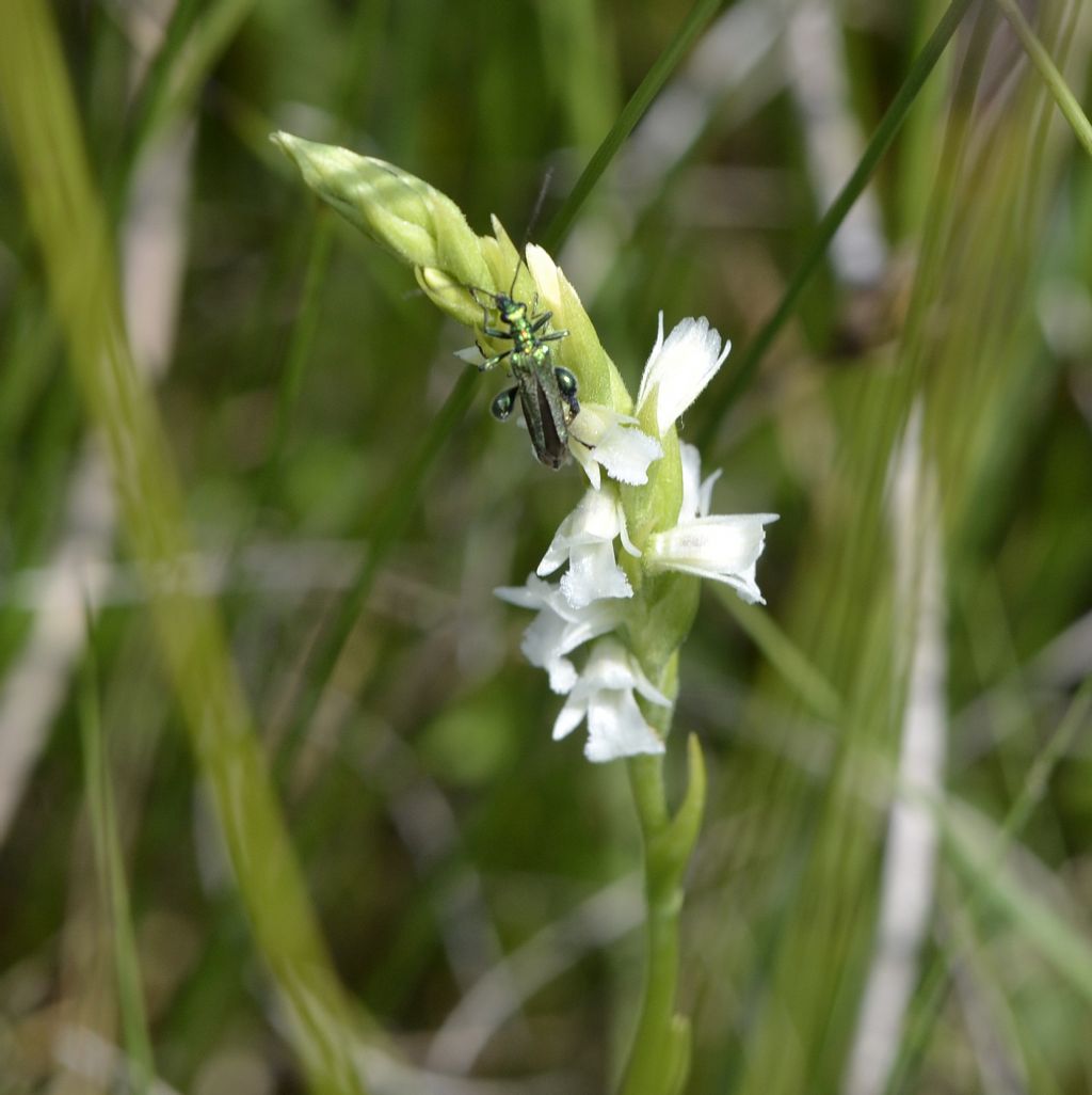 Spiranthes  aestivalis